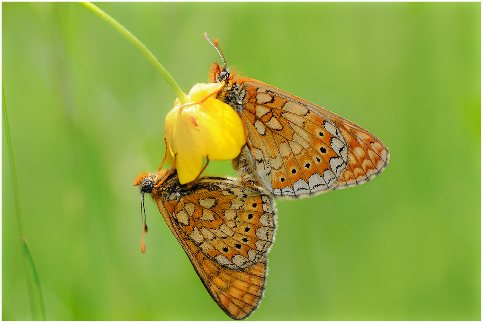 Euphydryas aurinia - lápi tarkalepke