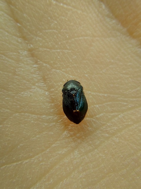 Penthimia nigra - fekete kabóca Penthimia nigra - fekete kabóca
