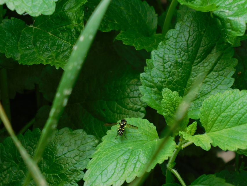 Xanthogramma