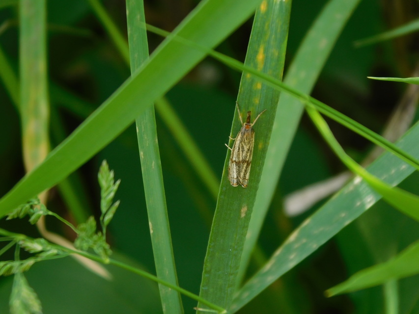 Thisanotia chrysonuchella - tavaszi fűgyökérmoly