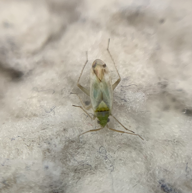 Macrotylus