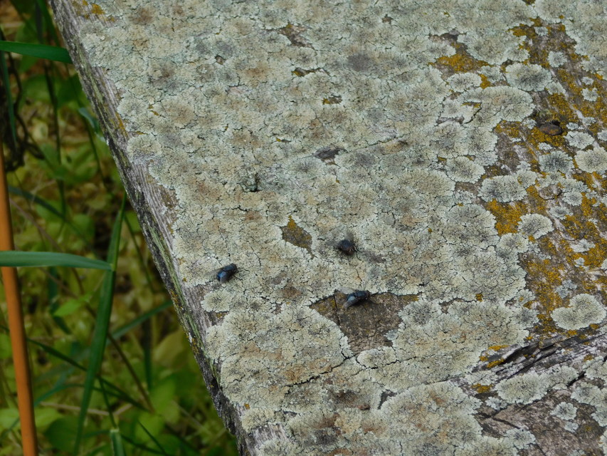 Calliphora