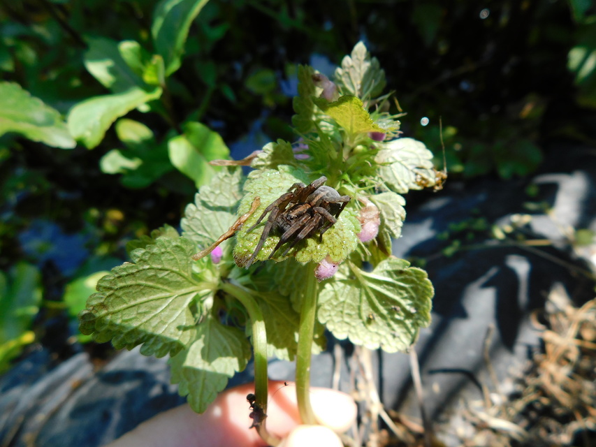Trochosa