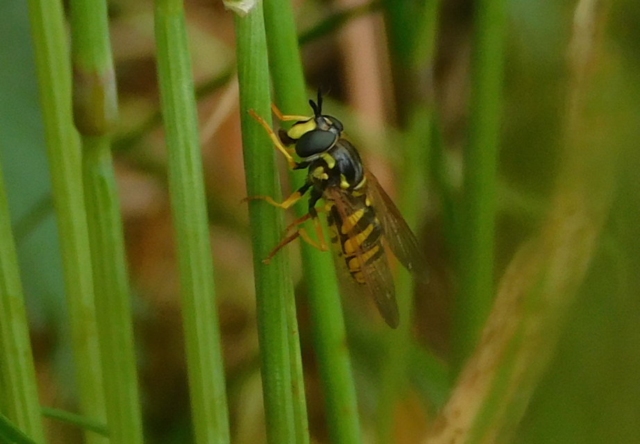 Chrysotoxum