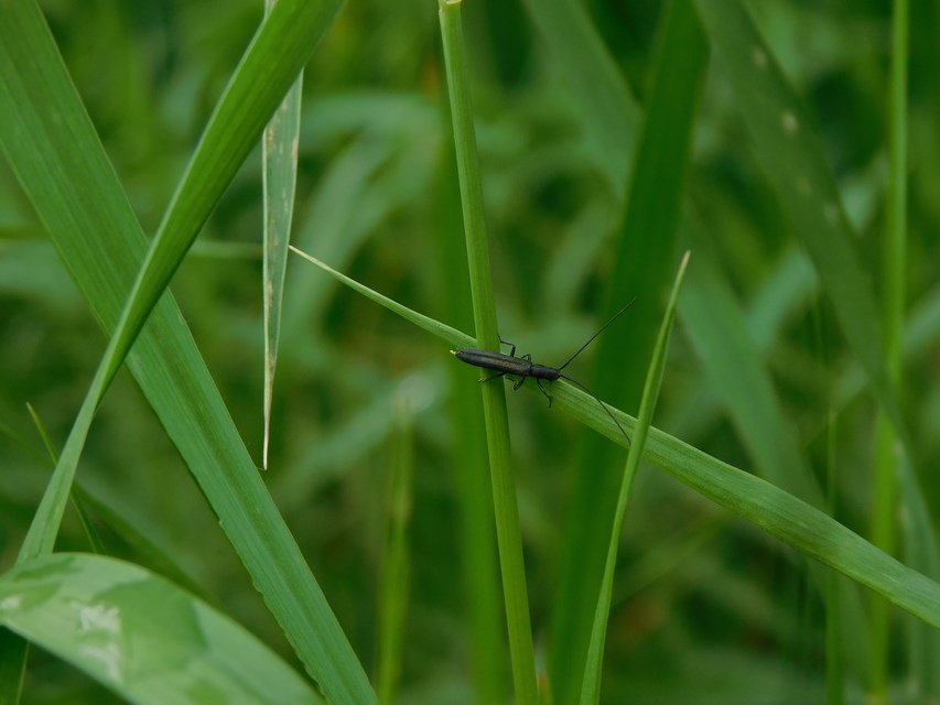 Theophilea subcylindricollis - hengeres szalmacincér