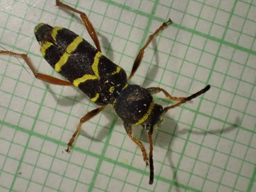 Clytus arietis - közönséges darázscincér