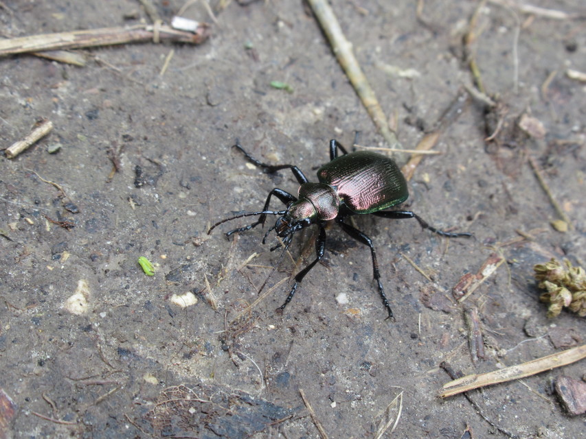 Calosoma inquisitor - kis bábrabló