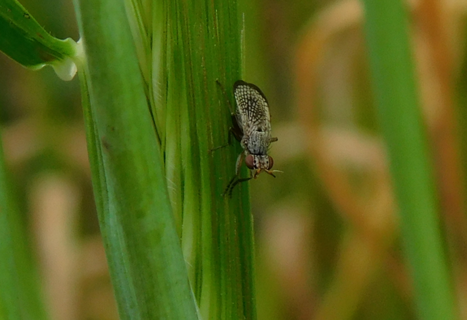 Coremacera marginata