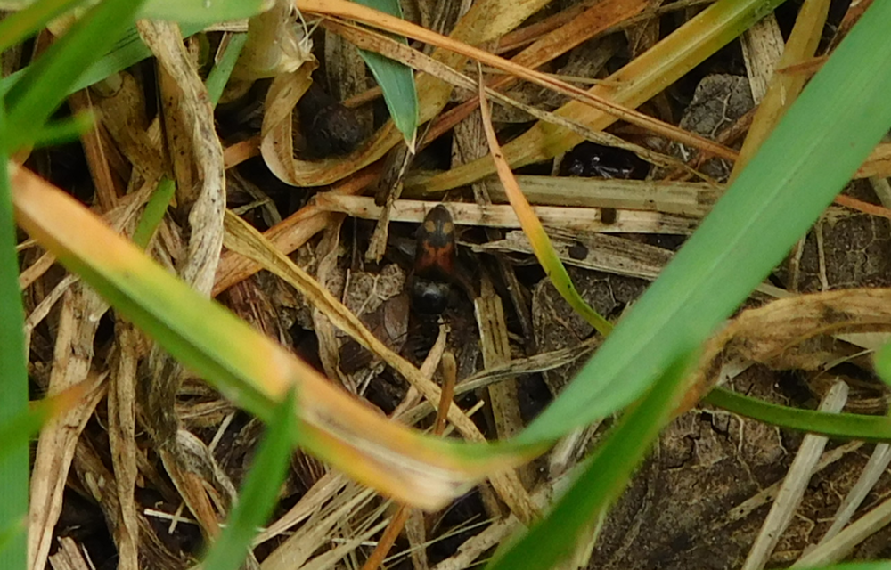 Drasterius bimaculatus - változékony pattanó