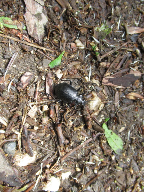 Calosoma inquisitor - kis bábrabló