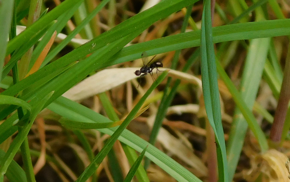 Sepsidae - billegetőlégyfélék