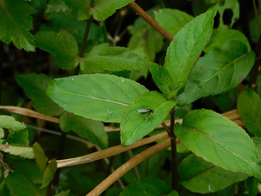Dolichopodidae - szúnyoglábú legyek