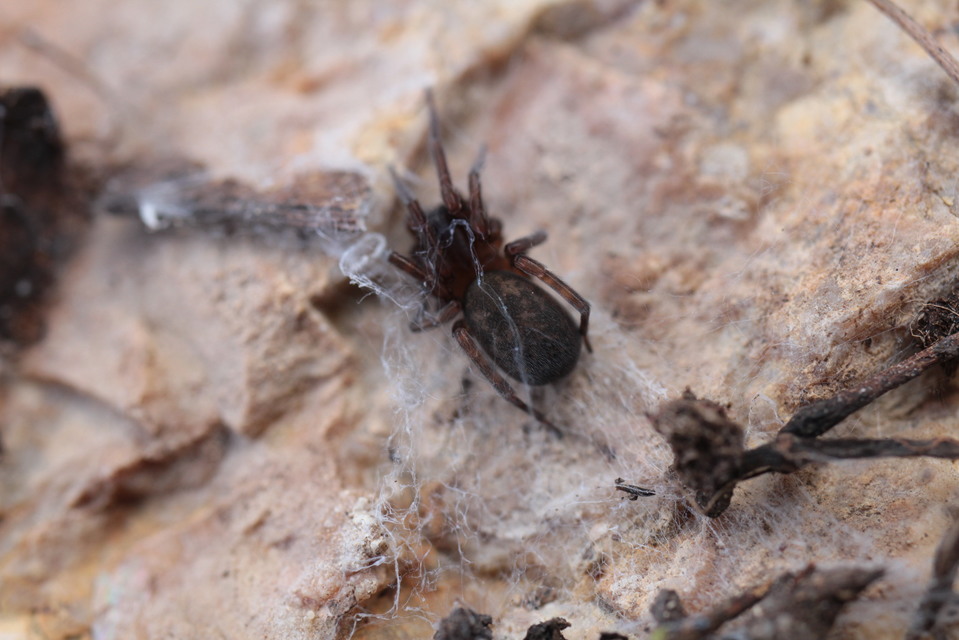 Amaurobiidae - eretnekpókok