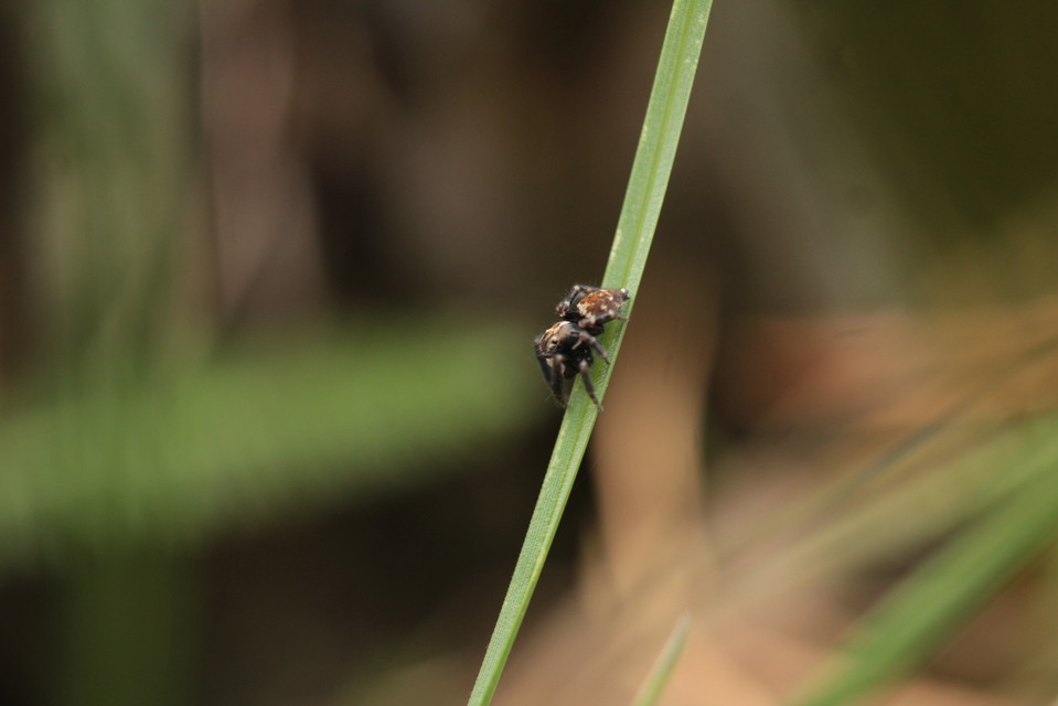 Pseudeuophrys obsoleta - barna ugrópók