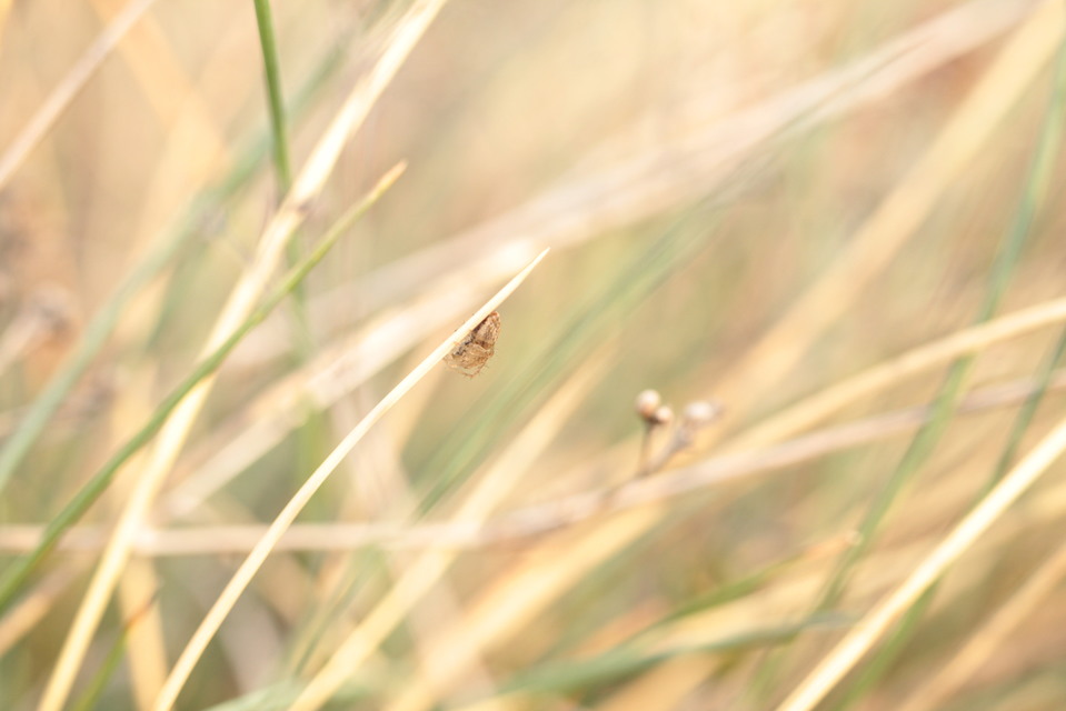 Oxyopes