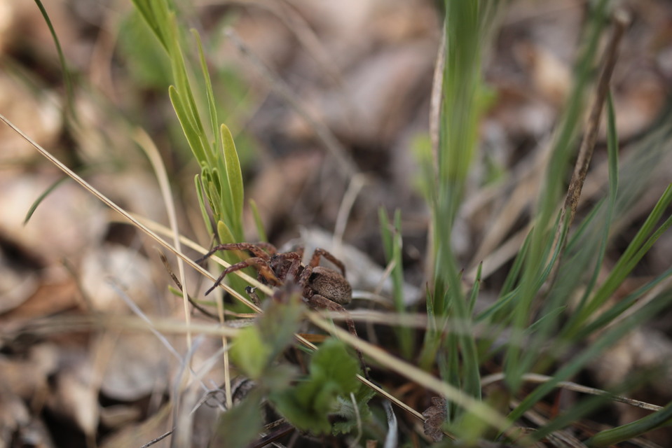 Alopecosa sulzeri