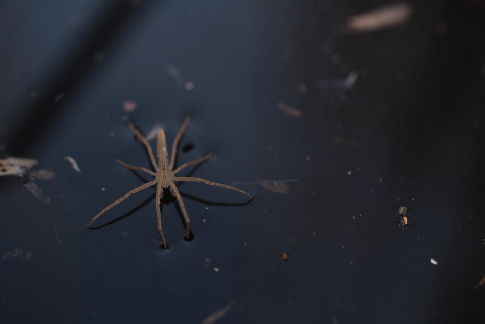 Tibellus