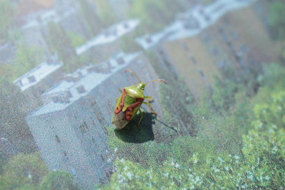 Cyphostethus tristriatus - boróka-dajkapoloska Cyphostethus tristriatus - boróka-dajkapoloska