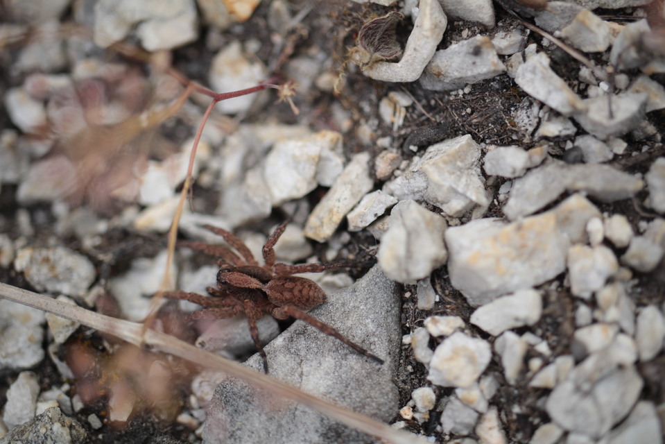 Alopecosa sulzeri