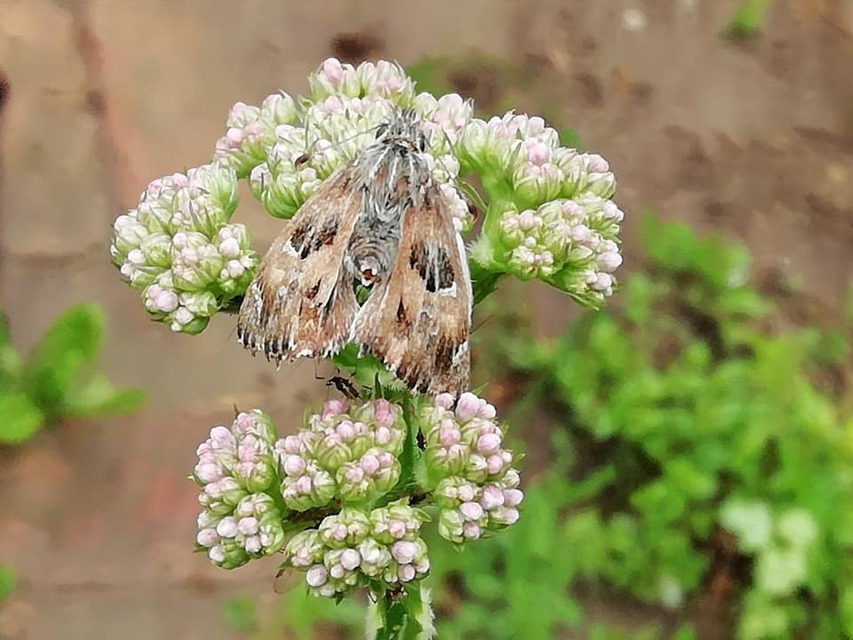 Carcharodus alceae - mályva-busalepke