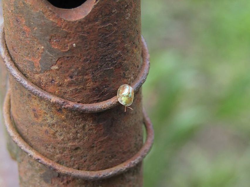 Cassida subreticulata - aranyfényű pajzsbogár Cassida subreticulata - aranyfényű pajzsbogár