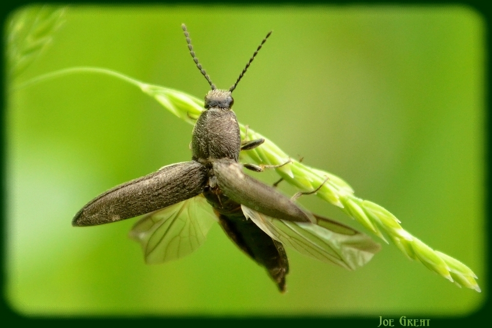 Cidnopus