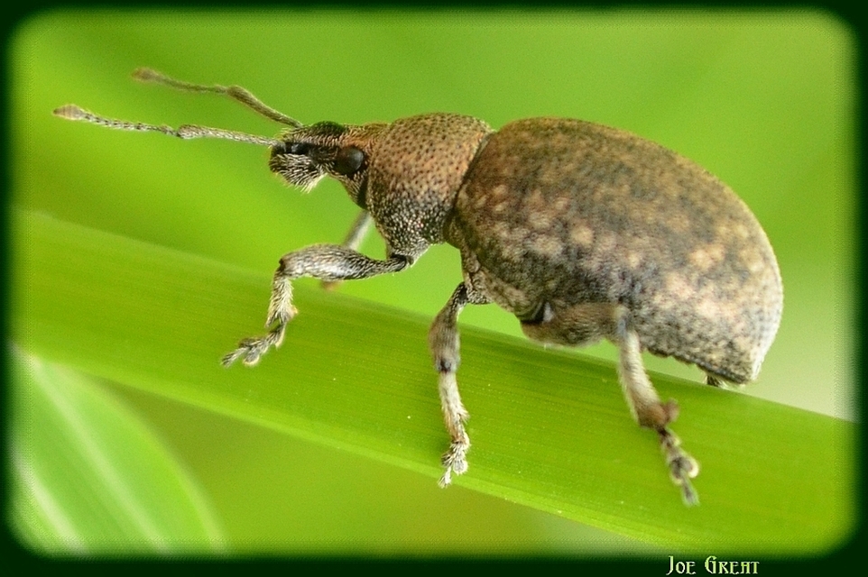 Otiorhynchus ligustici - vincellér-gyalogormányos
