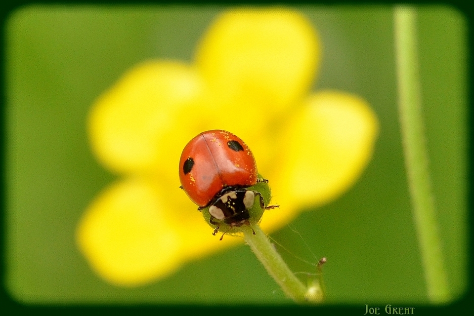 Adalia bipunctata - kétpettyes katica
