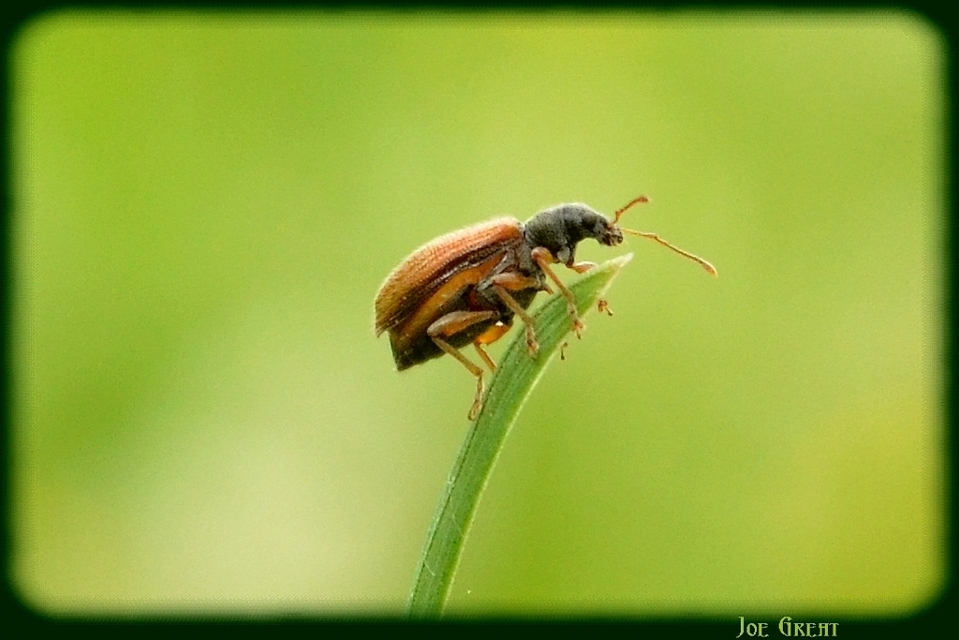 Phyllobius oblongus - közönséges levélormányos