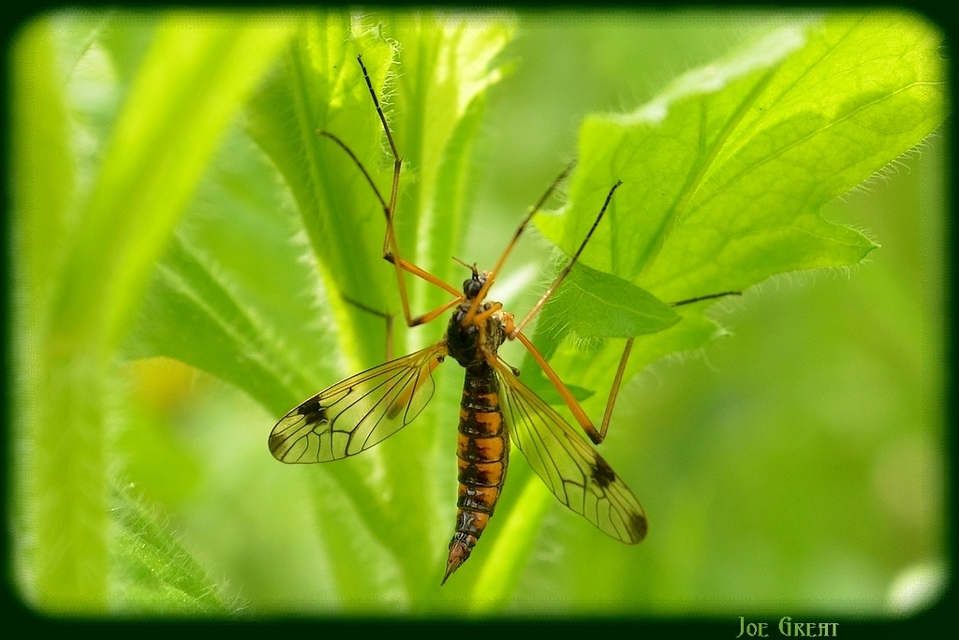 Dictenidia bimaculata