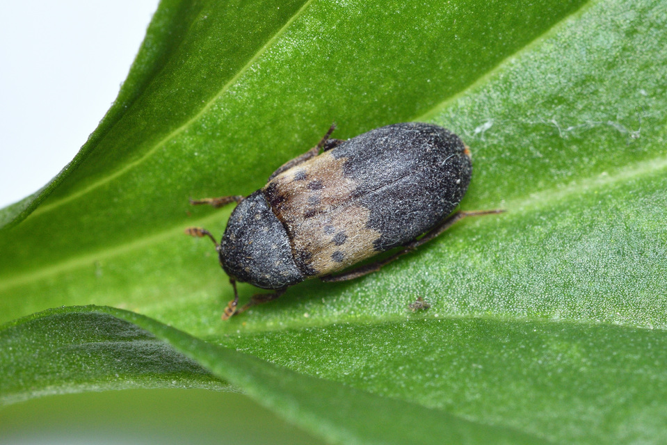 Dermestes lardarius - szalonnaporva Dermestes lardarius - szalonnaporva