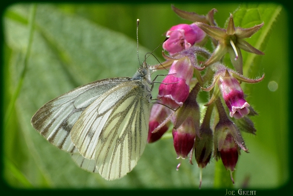 Pieris napi - repcelepke