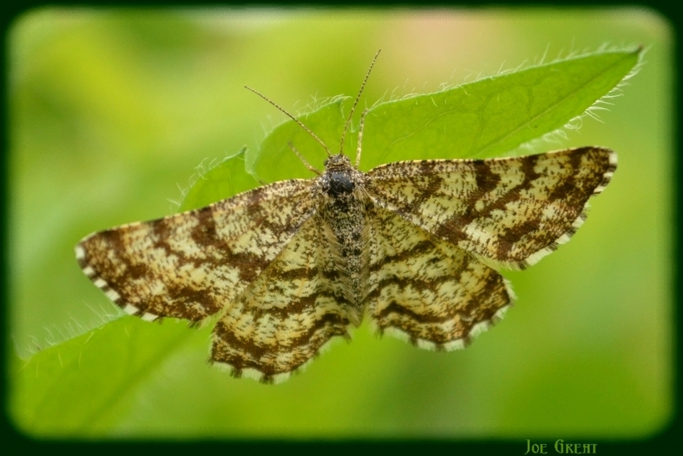 Ematurga atomaria - barna rétiaraszoló