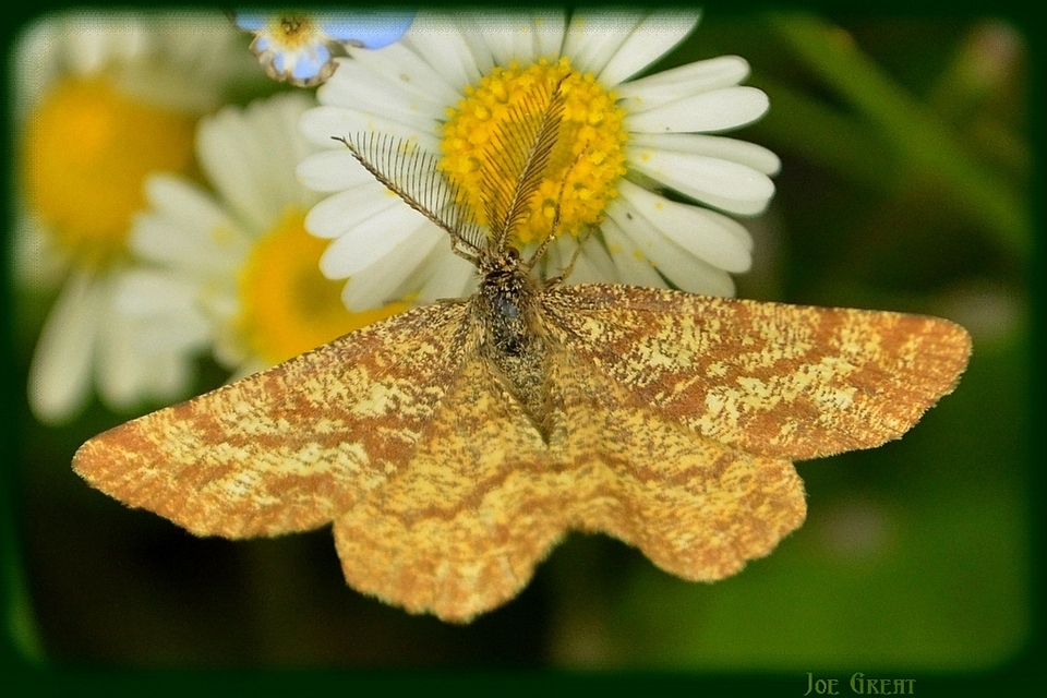 Ematurga atomaria - barna rétiaraszoló