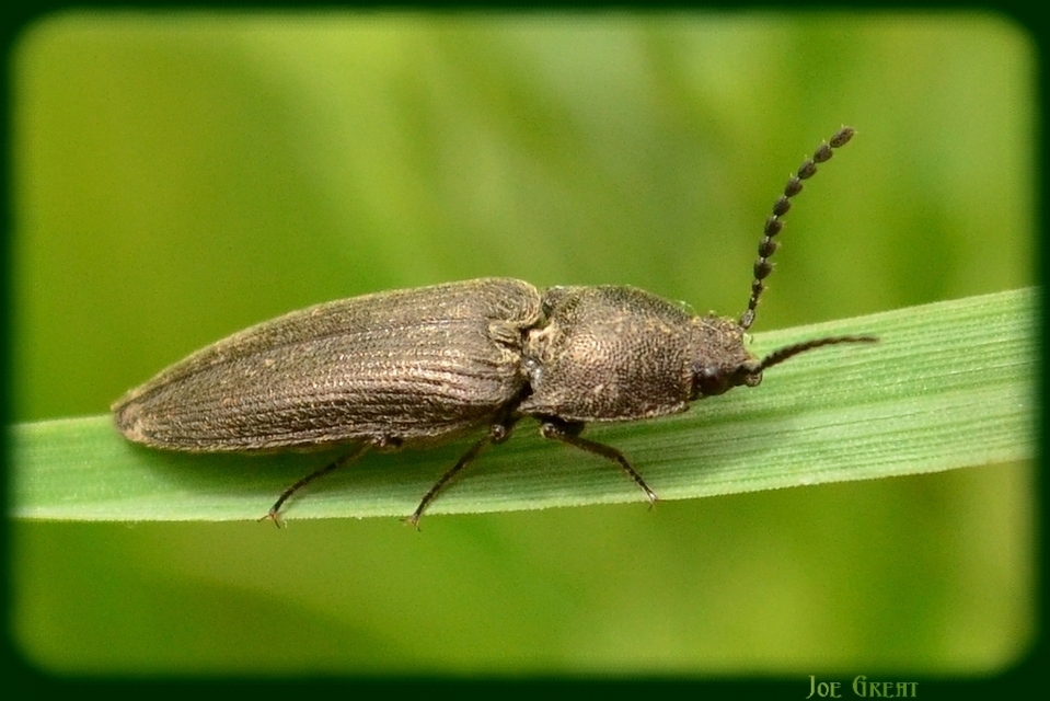 Cidnopus