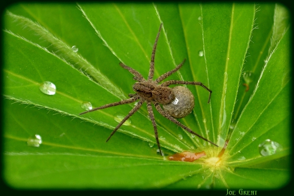 Pardosa