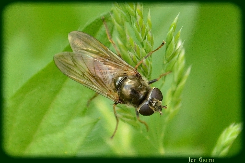 Cheilosia