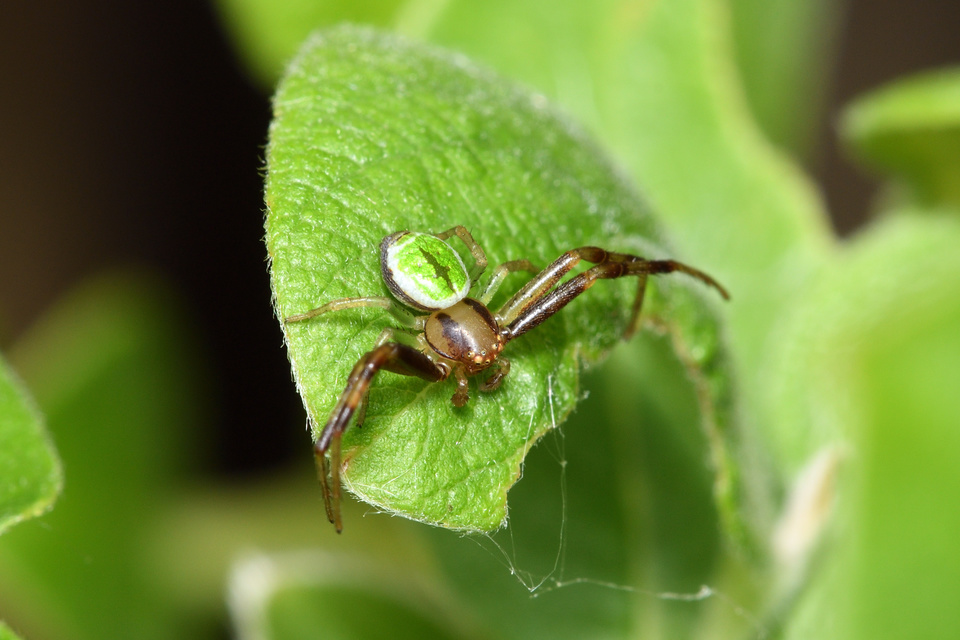 Ebrechtella tricuspidata - alakoskodó karolópók