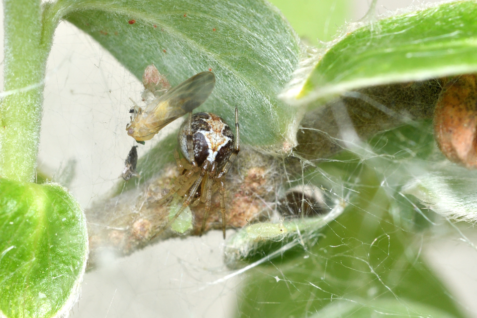 Theridion pictum - tarka törpepók