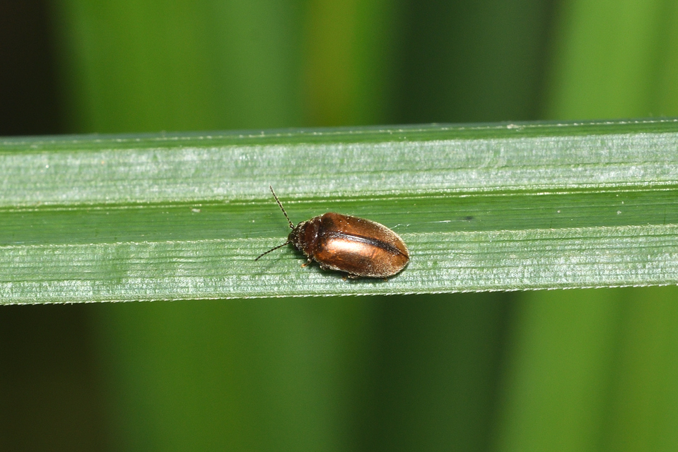 Scirtidae - rétbogárfélék