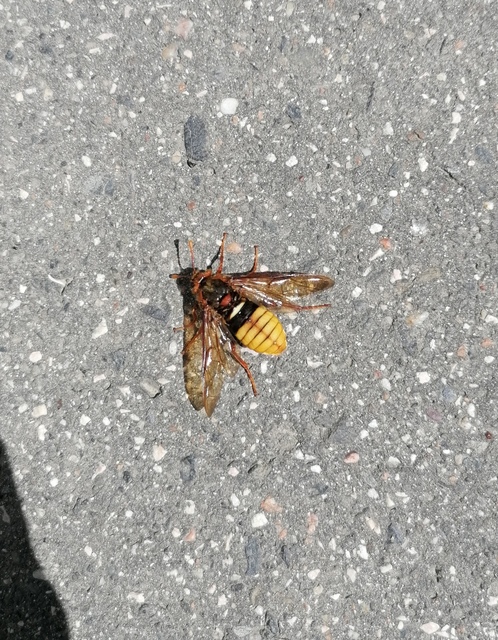 Cimbex luteus