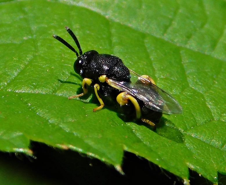 Brachymeria