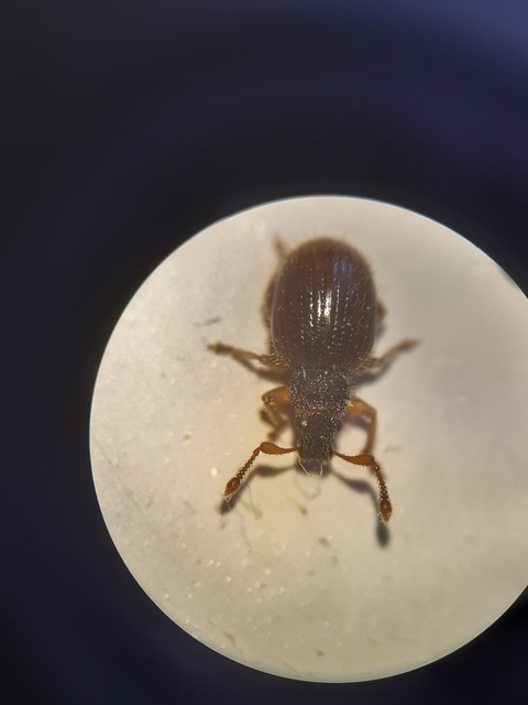 Brachysomus erinaceus - ritkaszőrű gyepormányos Brachysomus erinaceus - ritkaszőrű gyepormányos