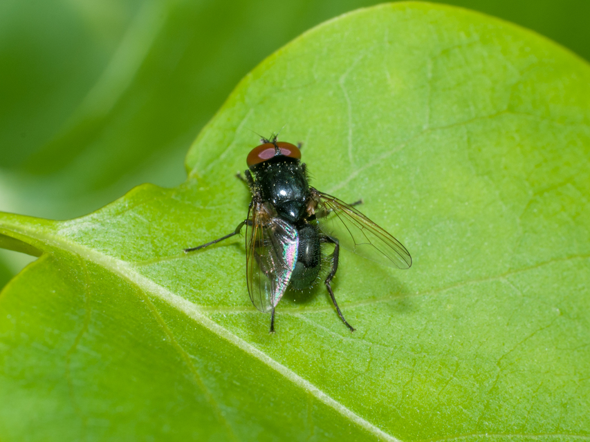 Hydrotaea