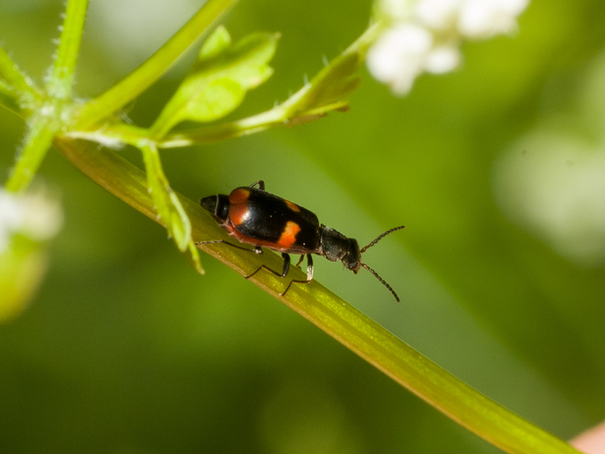 Anthocomus fasciatus - sárgaszalagos bibircsesbogár