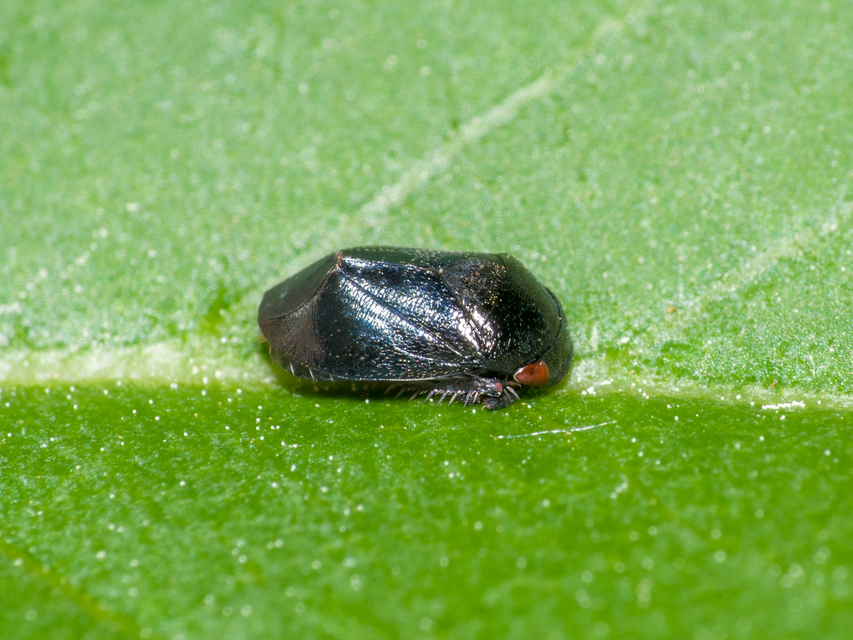 Penthimia nigra - fekete kabóca Penthimia nigra - fekete kabóca