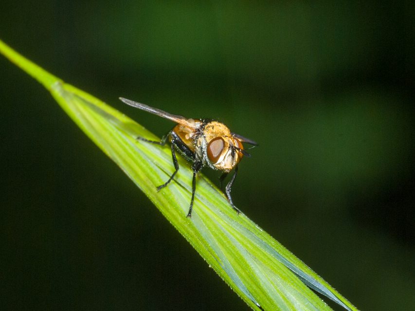 Gymnosoma