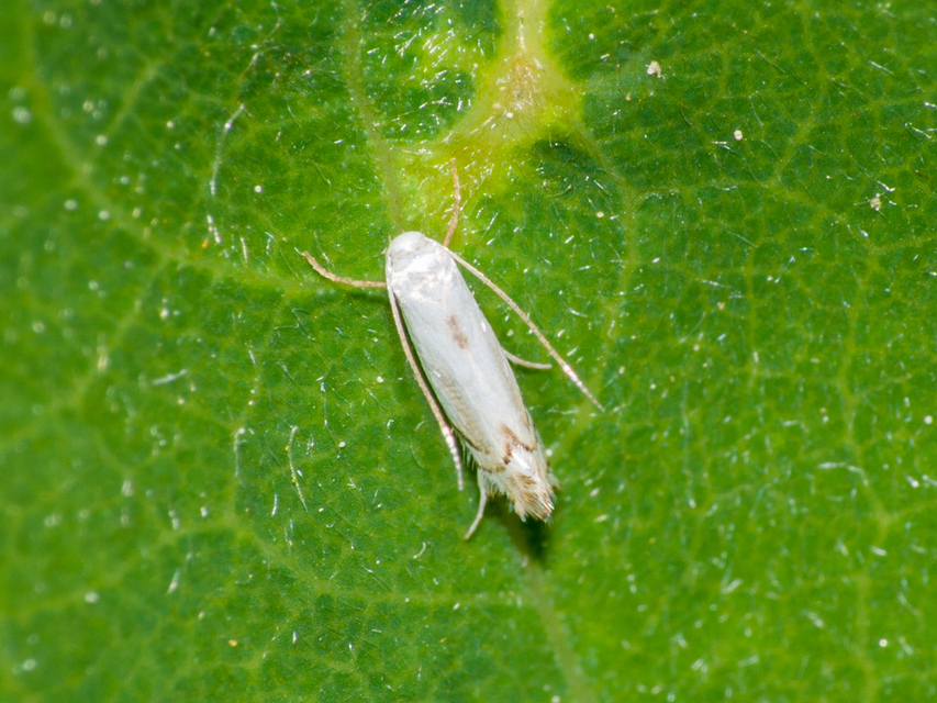Phyllocnistis