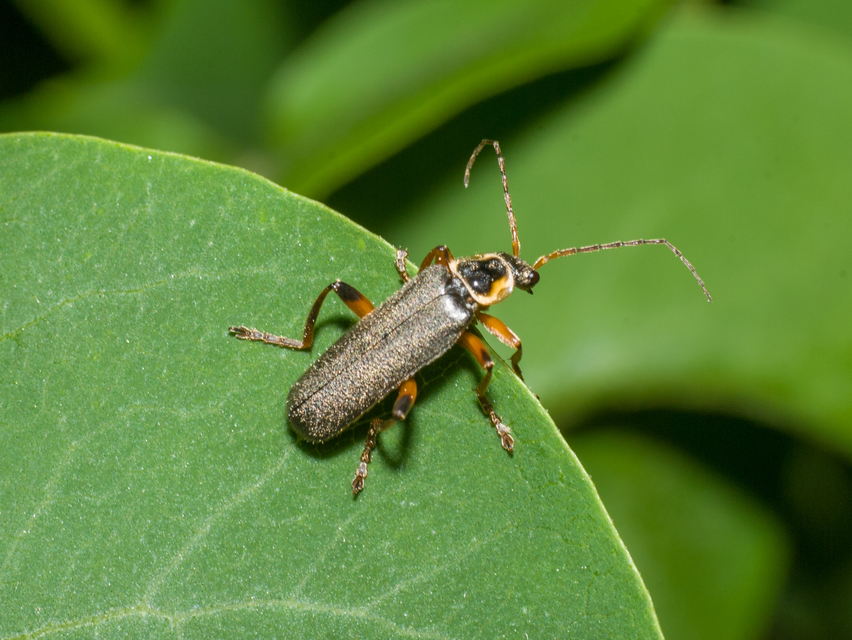 Cantharis nigricans - feketéllő lágybogár