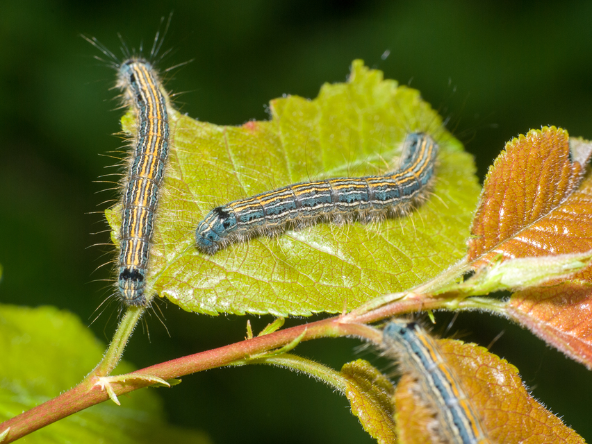 Malacosoma neustria - gyűrűsszövő